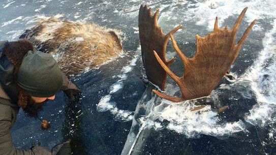 http-//prod-static9-net-au/_/media/2016/11/19/17/48/moose4