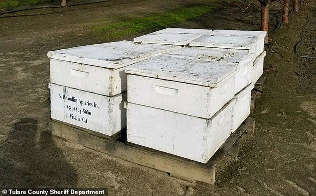 Воруют не только пчелы, но и пчеловоды