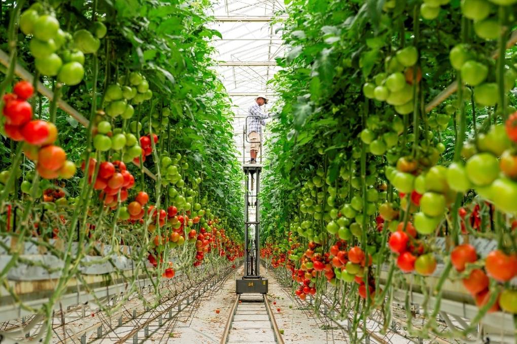 «ЭКО-культура» продолжает экспансию овощных культур