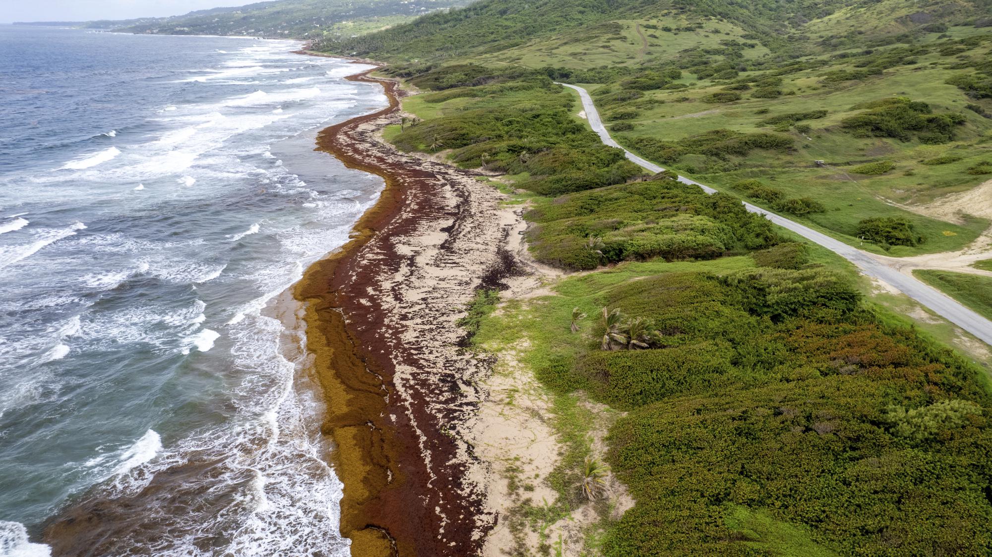 Вместо блага, водоросли принесли беду