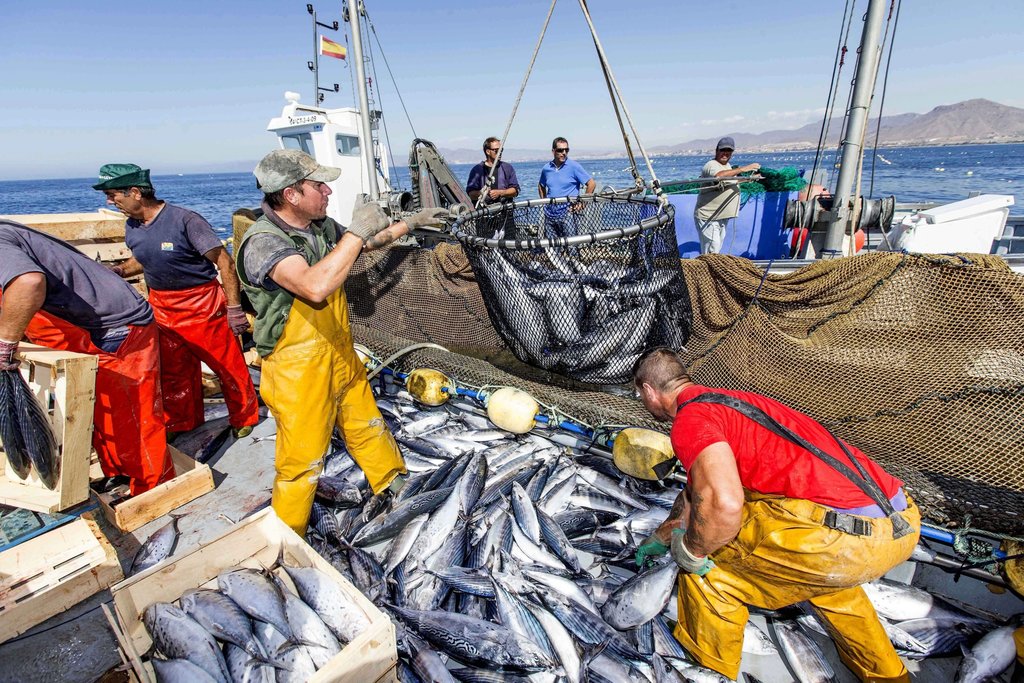 В Средиземном и Черном морях рыбы стало больше, а рыбаков меньше