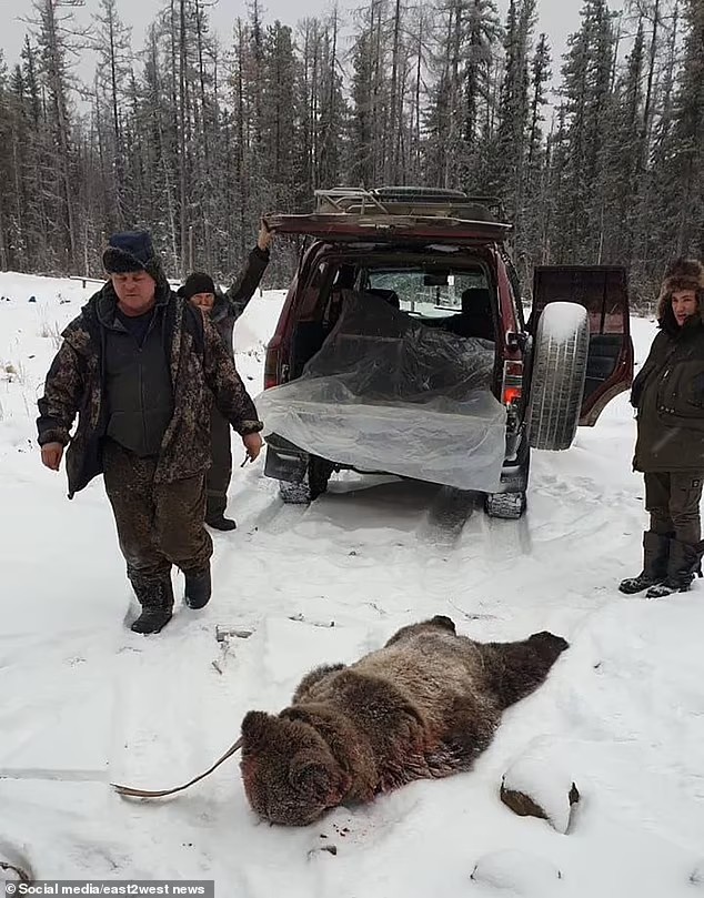 Бурый медведь здорово помял буровиков