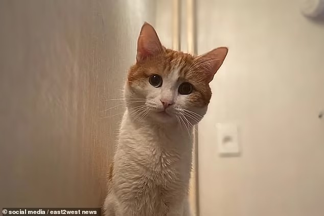 Если в России массово твиксят людей, то что говорить о кошках?!