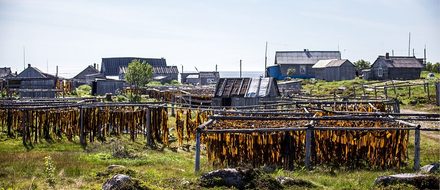 Беспилотники помогут получать хорошие урожаи водорослей на Белом море