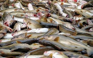 Море Баренца сохранит продуктивность, если не относиться хищнически