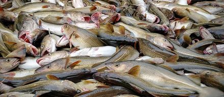 Море Баренца сохранит продуктивность, если не относиться хищнически